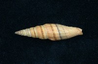 藏品(紅筆螺)的圖片